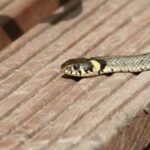 วิธีไม่ให้งูเข้าบ้าน