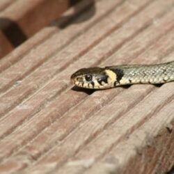 วิธีไม่ให้งูเข้าบ้าน