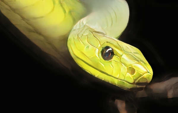 what-to-do-when-encountering-a-snake